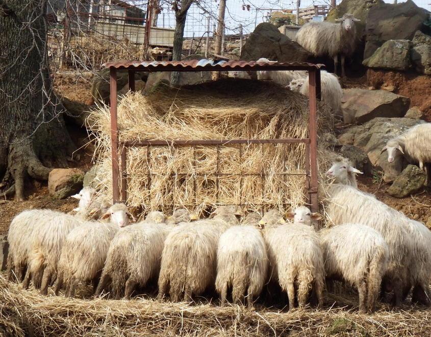 Due caseifici vanno in soccorso dei produttori di latte ovino 