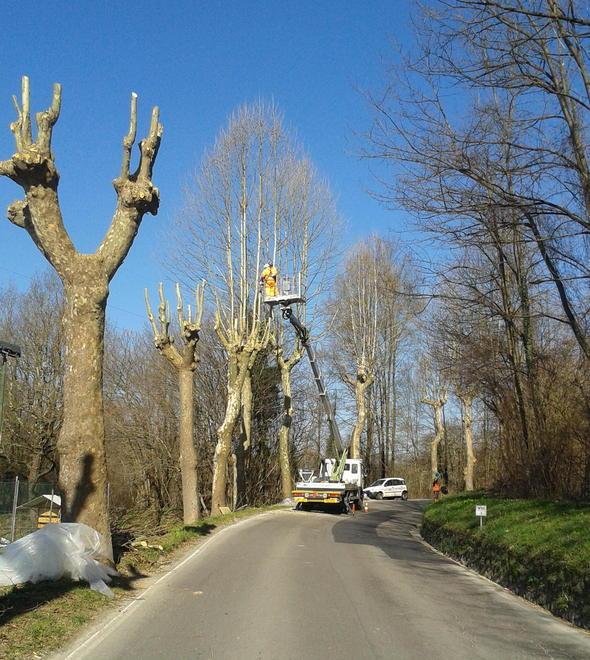 Oltre 70 alberi da abbattere lungo la via per Camaiore 