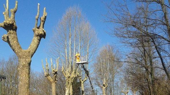 Oltre 70 alberi da abbattere lungo la via per Camaiore