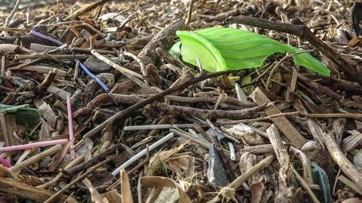 Volontari raccolgono sul mare 10mila bastoncini di cotton-fioc