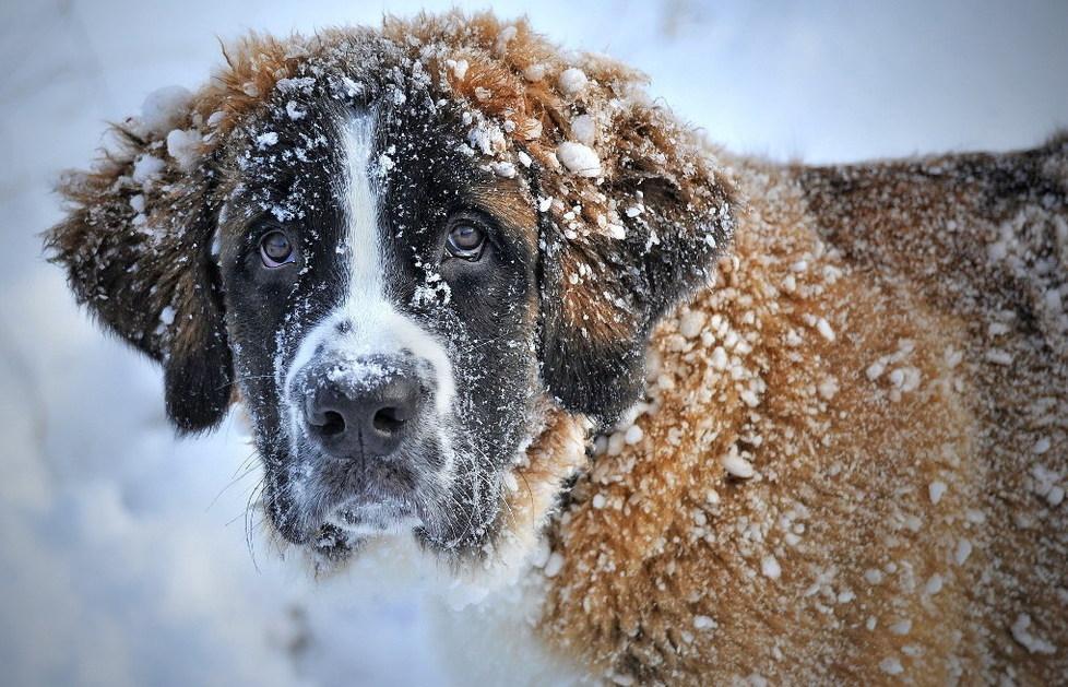Mondo cane: tutte le razze in fiera a Modena fiere