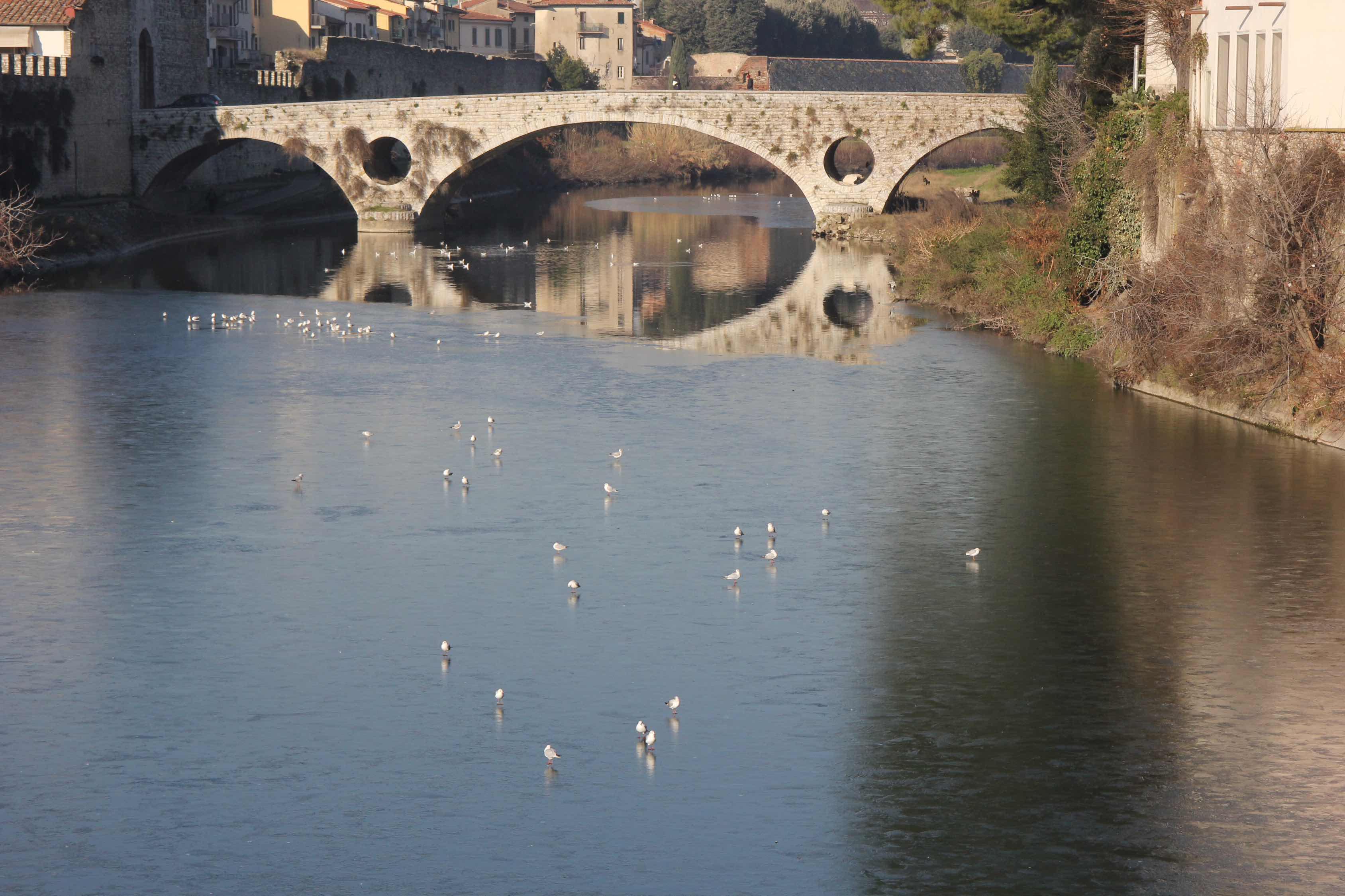 Uccelli camminano sulla lastra di ghiaccio che ricopre parte del Bisenzio (foto Batavia)