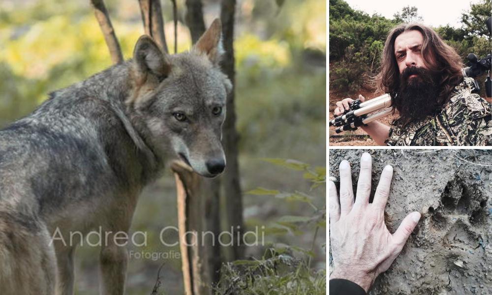 Un lupo immortalato da Andrea Candidi sulle Colline Metallifere, lui e un'orma del lupo