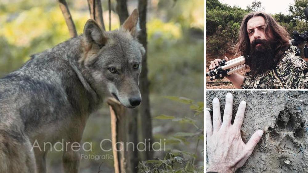 Un lupo immortalato da Andrea Candidi sulle Colline Metallifere, lui e un'orma del lupo