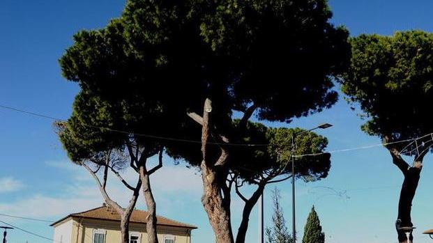 Pini pericolanti un incontro pubblico sul futuro della piazza