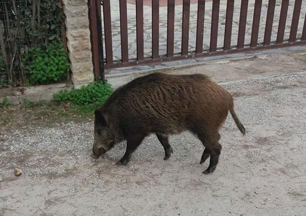 Cinghiali, Sos agricoltori: «Minacciano l’ecosistema oltre ai rischi sulle strade» 
