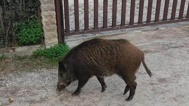Cinghiali, Sos agricoltori: «Minacciano l’ecosistema oltre ai rischi sulle strade»