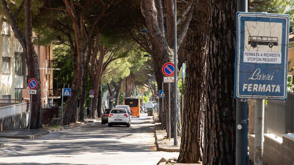 I pini lungo via Sardegna