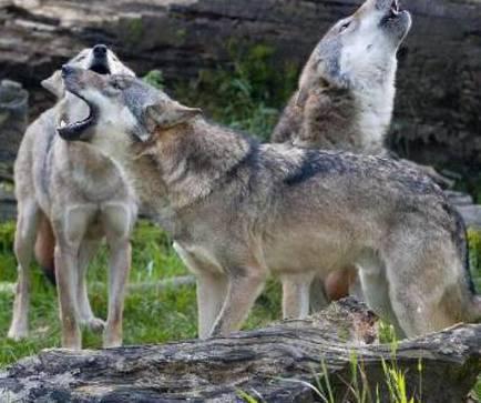 Il lupo è tornato nella Valleriana: incontro con esperti 