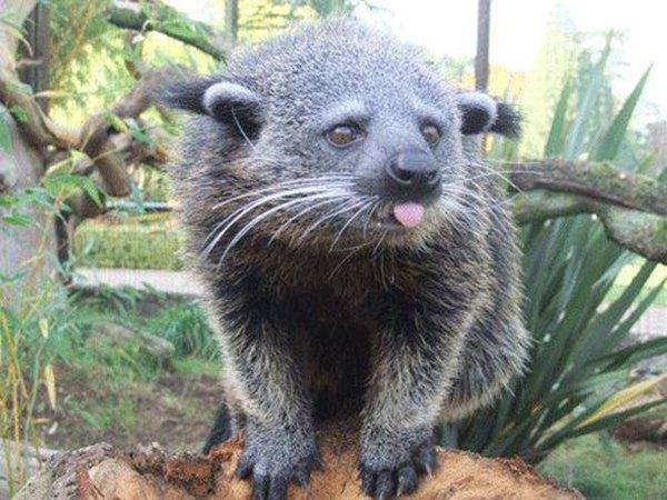 Un esemplare di Orso gatto