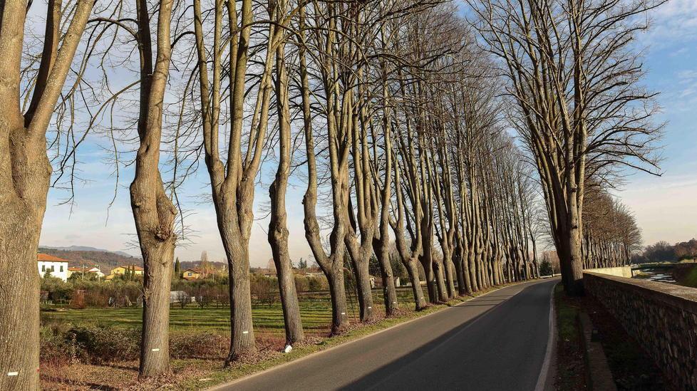 Sotto esame altri 500 alberi ai bordi delle provinciali 