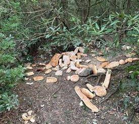 Bracconieri al Castellaccio allevano i cinghiali nei boschi