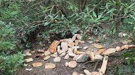 Bracconieri al Castellaccio allevano i cinghiali nei boschi