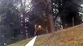 Capriolo salta la recinzione ed entra in autostrada. Allontanato dalla Polizia