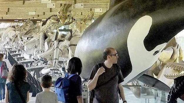 Record per il Museo di storia naturale. Oltre 71.000 visitatori nel 2018 a Calci