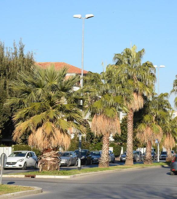 «È difficile, forse impossibile, difendere le palme cittadine dal punteruolo rosso» 