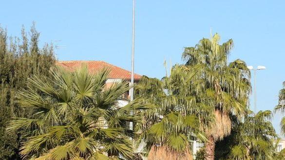 «È difficile, forse impossibile, difendere le palme cittadine dal punteruolo rosso»
