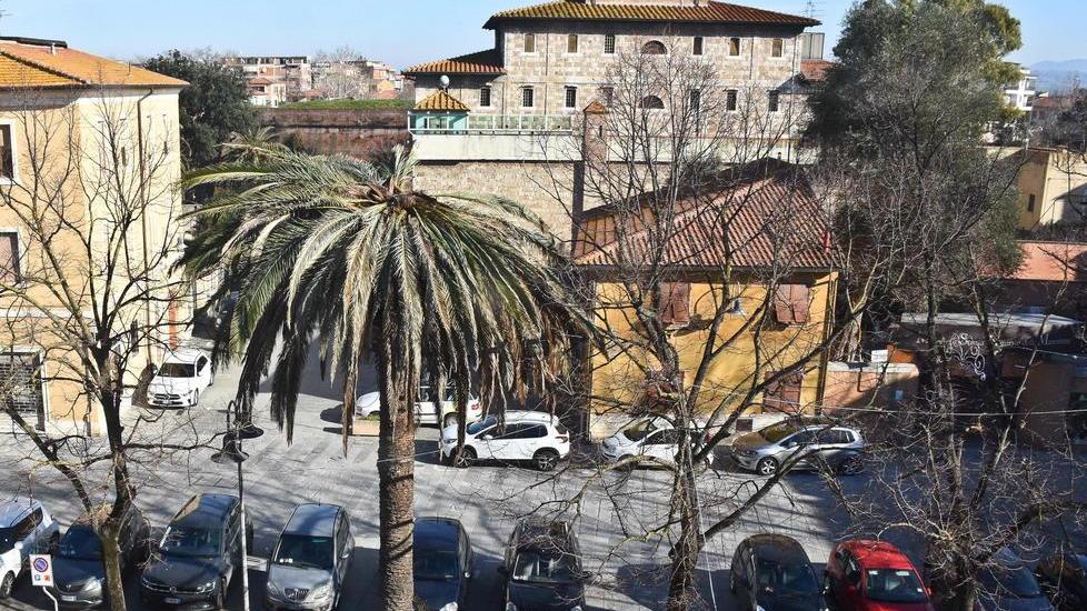 Punteruolo killer, piazza della Palma perde per sempre il suo simbolo