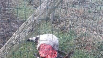 Capra sbranata da una lupa a Scarlino