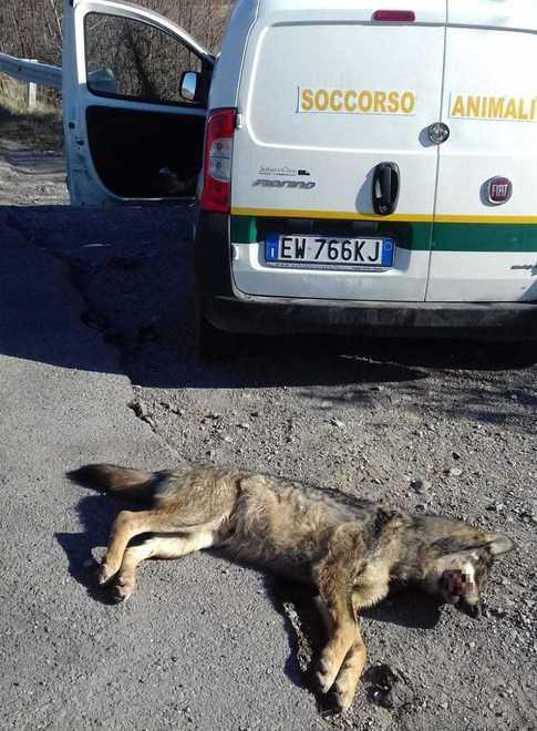 Il lupo investito e ucciso da un'auto a Roteglia Castellarano