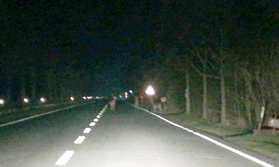 Allarme daini in mezzo alla strada su viale D’Annunzio