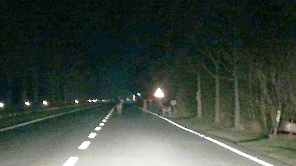 Allarme daini in mezzo alla strada su viale D’Annunzio