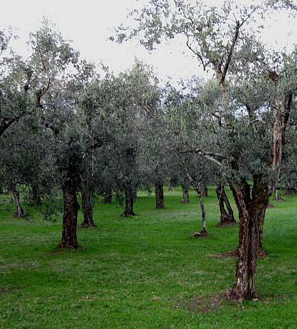 Un drone per censire gli ulivi «Così non verranno venduti» 