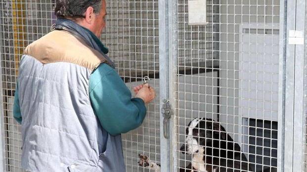 Animali al freddo Appello per cibo coperte e lettiere