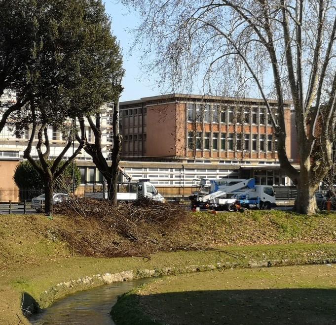 Potature alle piante sui viali Sostituiti gli alberi sugli spalti