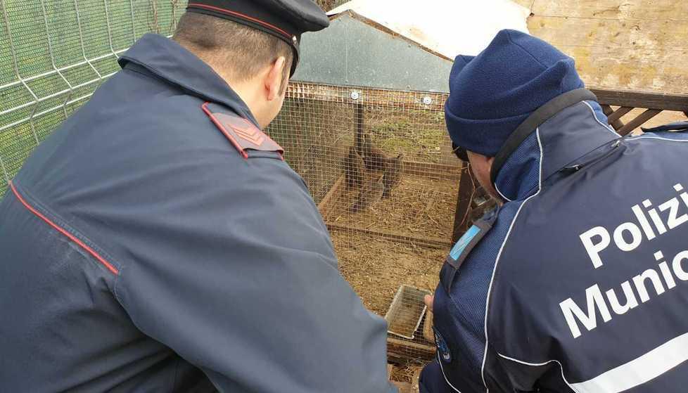 Canile e discarica abusivi in via Guardanavona Gestore e titolari nei guai