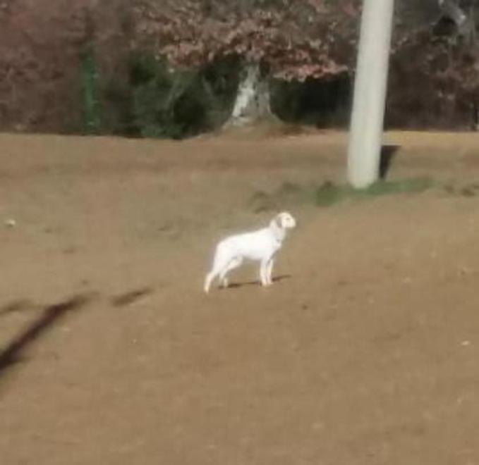 Dodici giorni di telefonate per far accalappiare un cane 