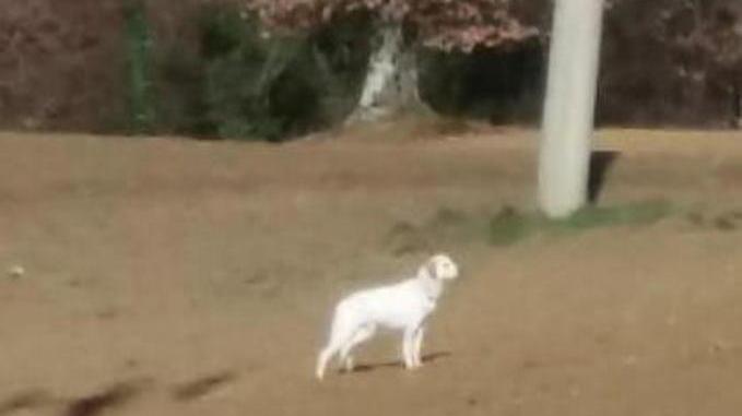 Dodici giorni di telefonate per far accalappiare un cane