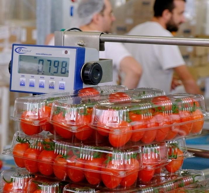 Sfera punta a 2,5 milioni di kg di pomodori e assume in serra e negli uffici: 34 i posti 