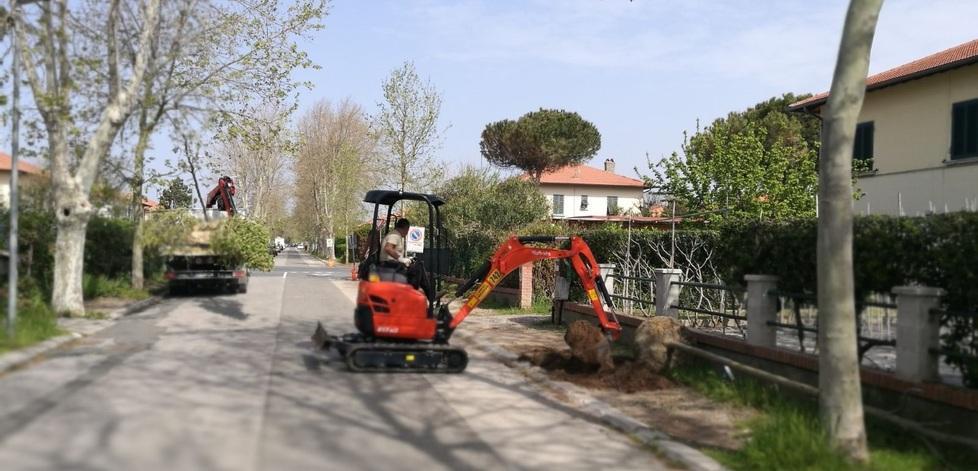 L'abbattimento dei platani in via Carducci