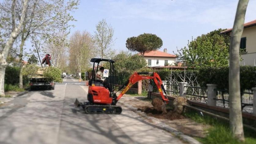 L'abbattimento dei platani in via Carducci