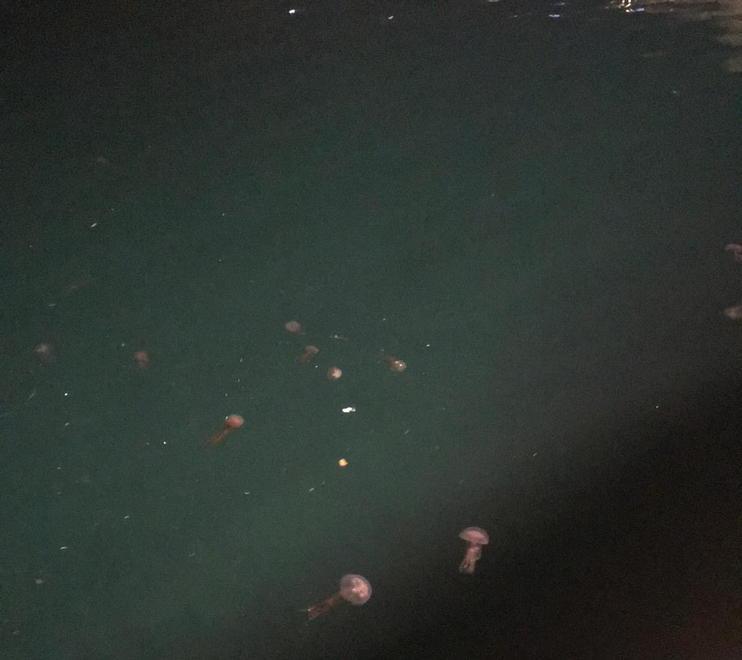 Le meduse luminose arrivano d’inverno Legambiente accusa «Il mare è più caldo» 