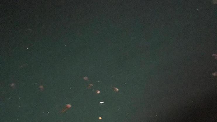 Le meduse luminose arrivano d’inverno Legambiente accusa «Il mare è più caldo»