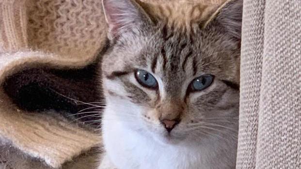 Gatte sterilizzate all’insaputa dei padroni: "Siamo stati noi"