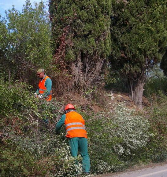 Ottanta cipressi malati Domani sopralluogo dei tecnici, poi il taglio 