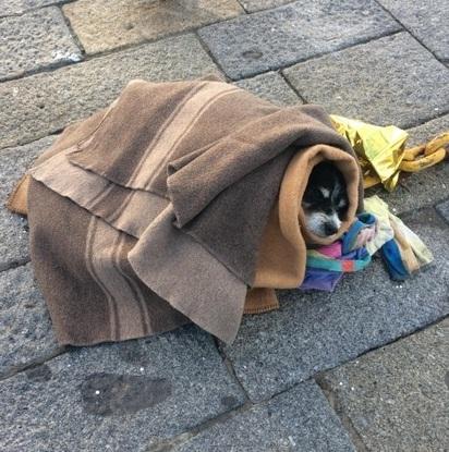 Foresi, la premiazione dei due studenti che hanno salvato il cane 