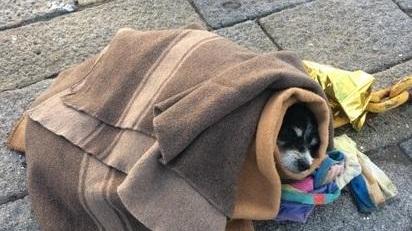 Foresi, la premiazione dei due studenti che hanno salvato il cane