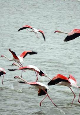 Comacchio da sogno per i fenicotteri rosa È la casa preferita in tutto l’Alto Adriatico 