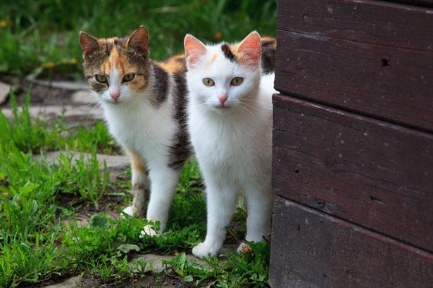 Gatti sterilizzati le indagini proseguono tra polemiche e accuse