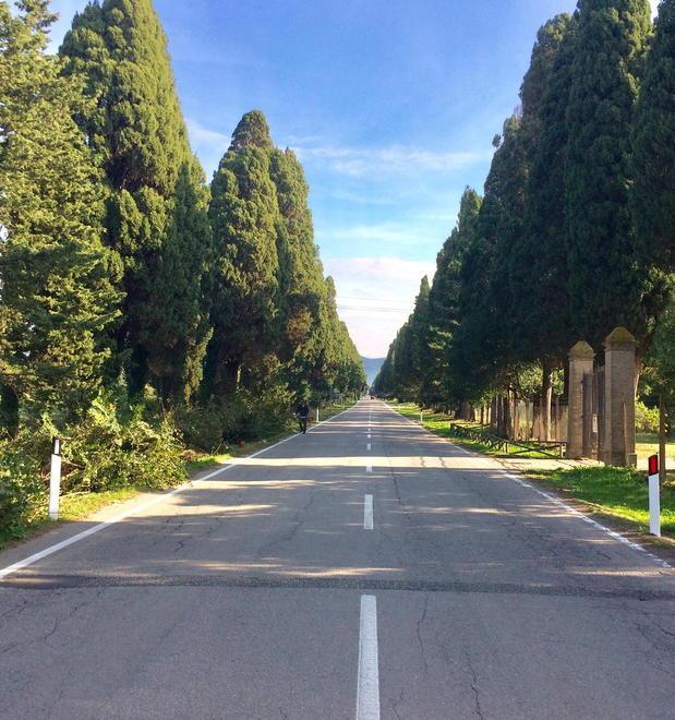 Viale di Bolgheri al via l’abbattimento dei cipressi malati 