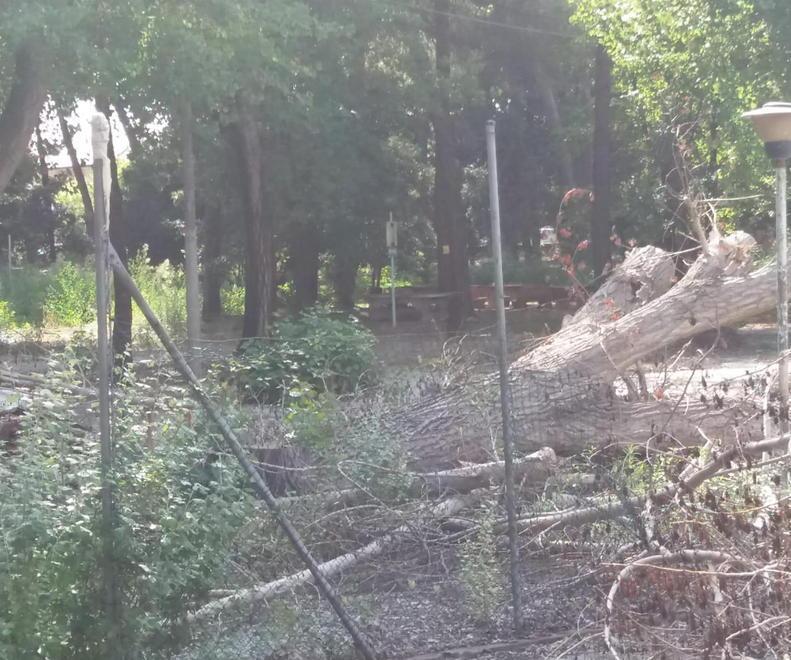 Via al disboscamento al parco dei Conigli: «Utile» per il Comune 
