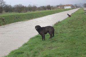 Serve aiuto per i cani dell'alluvioneL'appello: "Cibo, coperte, medicine"