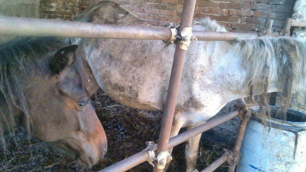 Cavalle costrette nel box-lager Condannato il proprietario