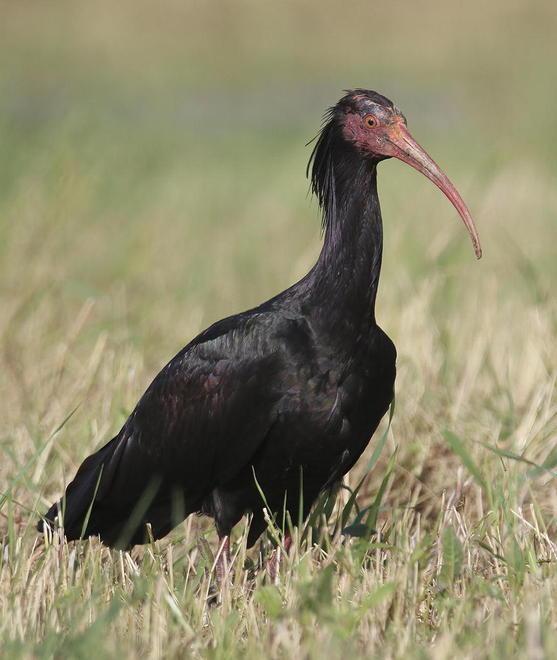 «La Regione custodisca gli esemplari di ibis»