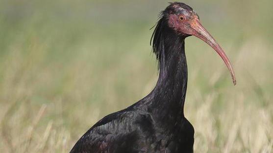 «La Regione custodisca gli esemplari di ibis»
