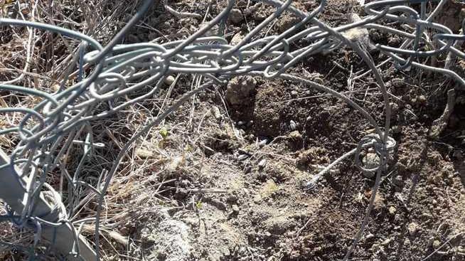 Scoperti lacci d’acciaio per catturare i cinghiali Sequestro dei carabinieri